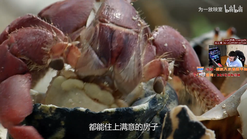 我在斗鱼看pigff直播热门游戏