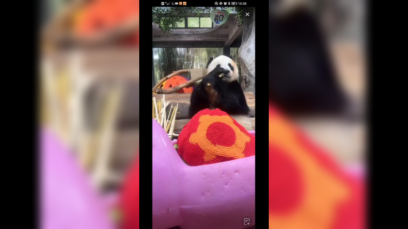 大熊猫吃竹子很挑食啊，竹子多了就是好