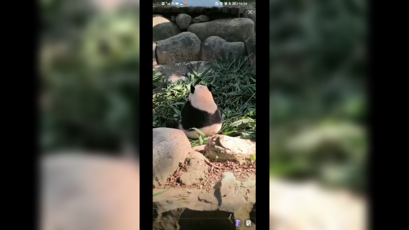 大熊猫背坐着吃竹叶好可爱