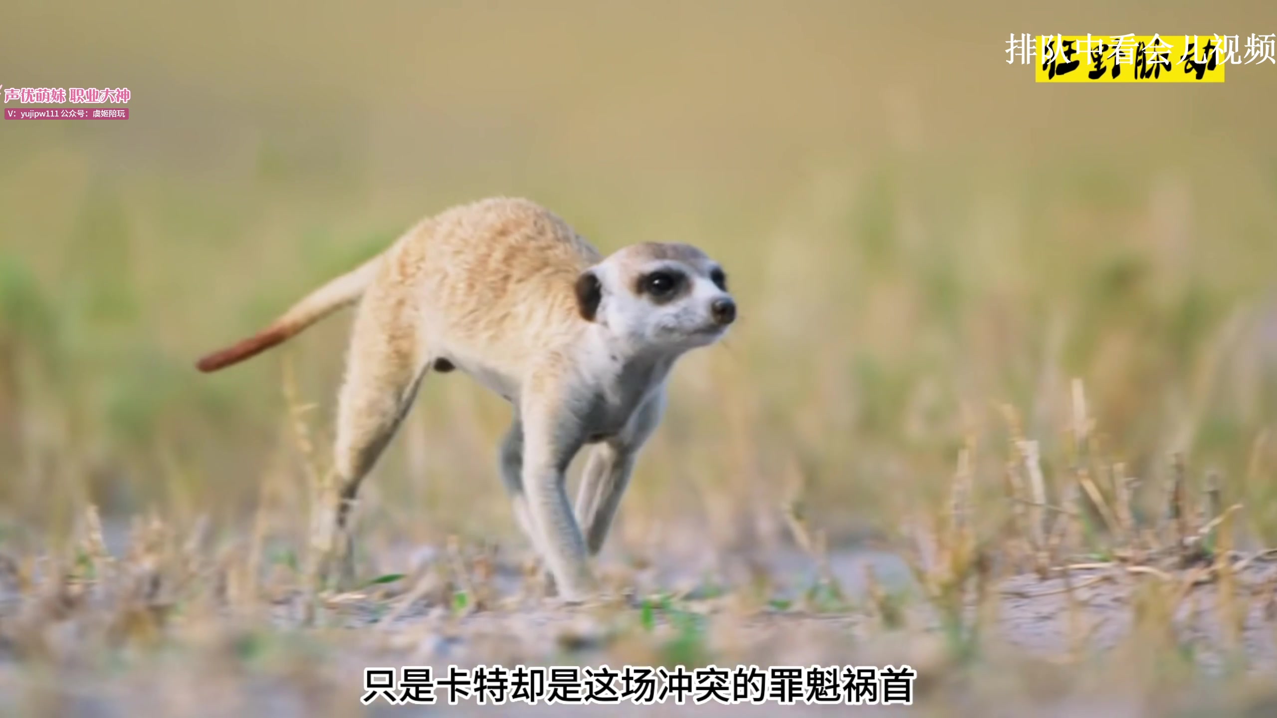 【2023-11-24 20点场】叶音符：叶音符:穿甲联盟 暴力美学
