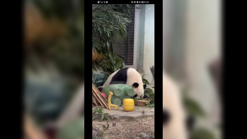 大熊猫萌兰好聪明