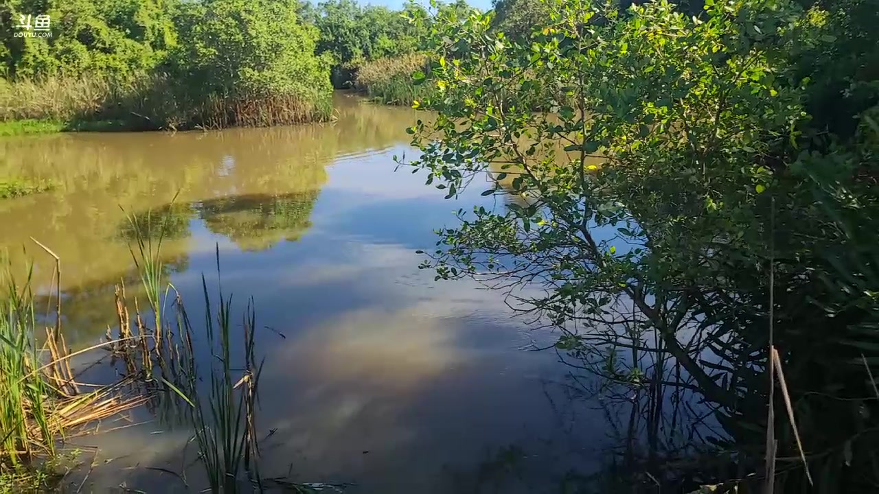 【2023-11-20 17点场】叶子户外：《纪实直播》斯里兰卡day11