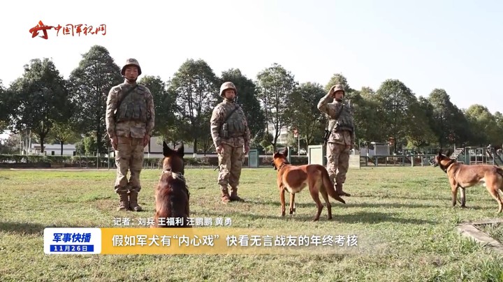 假如军犬有“内心戏”  快看无言战友的年终考核