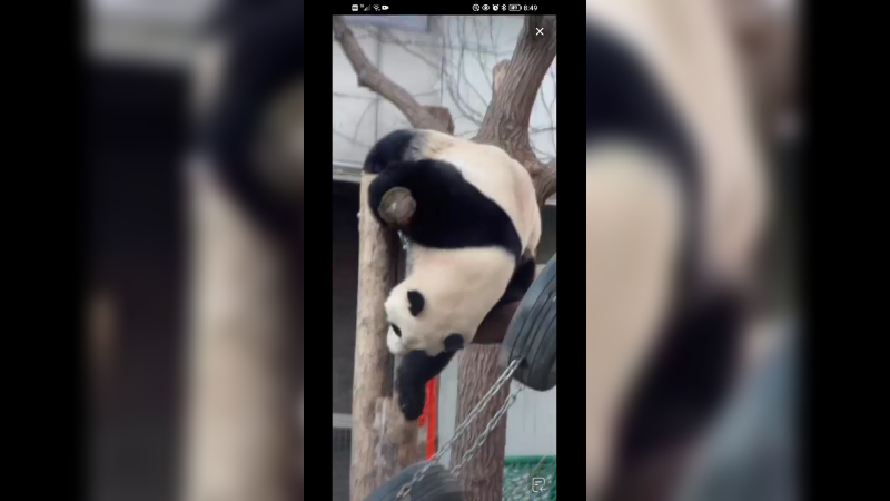 大熊猫萌兰玩的开心