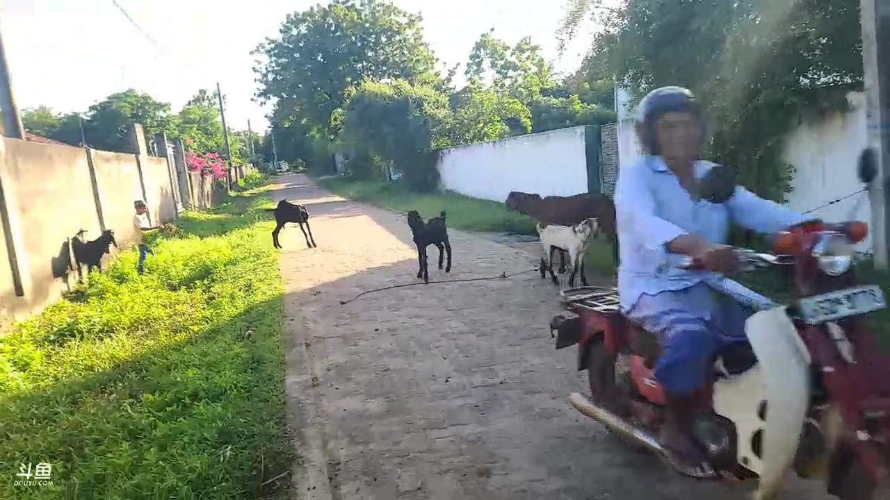 【2023-11-23 18点场】叶子户外：《纪实直播》斯里兰卡day15