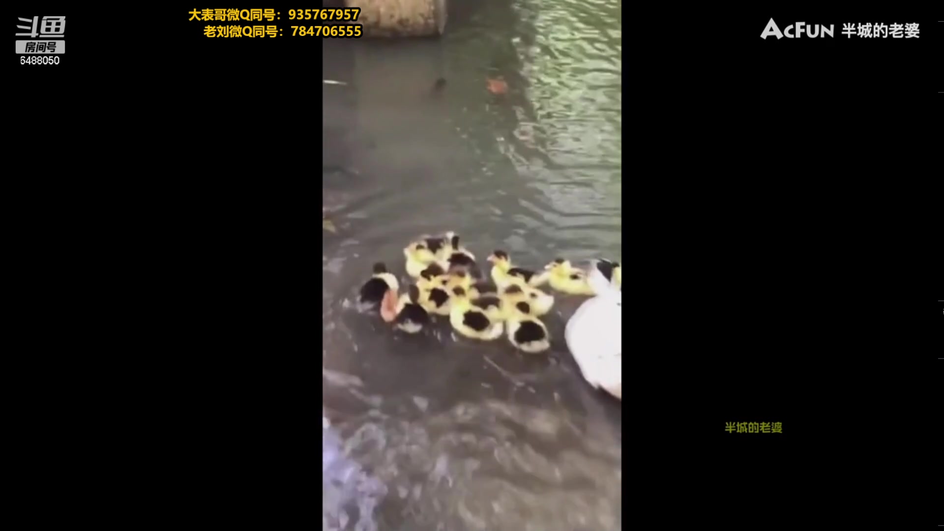 【2023-11-29 21点场】旋转的老刘诺手：新版破舰者诺手   极限1V9