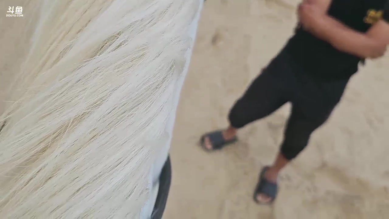 【2023-12-04 16点场】火力堂主：三亚day2！