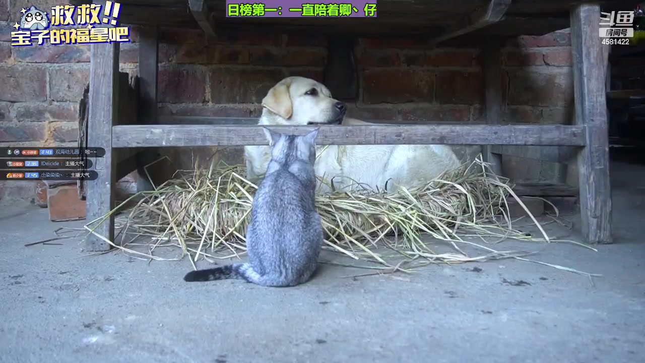 【2023-12-03 20点场】迷人的卿姐姐i：快乐的一天开始啦！ 4581422