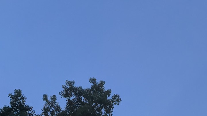 【2023-12-5 18点场】为何敏捷猫:玫瑰到了花期 6106737