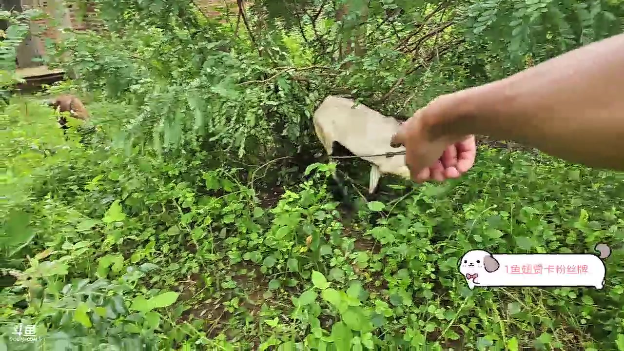 【2023-12-02 16点场】叶子户外：《纪实直播》斯里兰卡day23