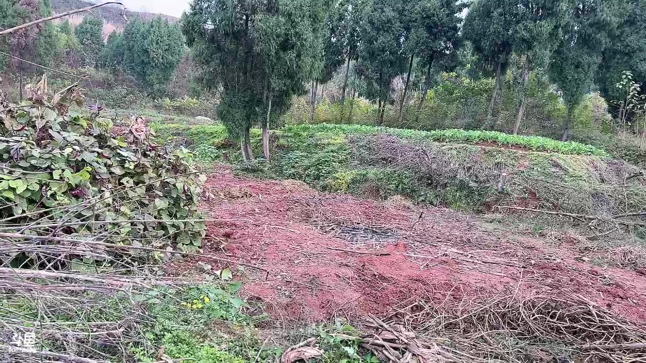 【2023-12-11 16点场】昔恩小姐姐：【小奶团】是谁科三又满昏啦！