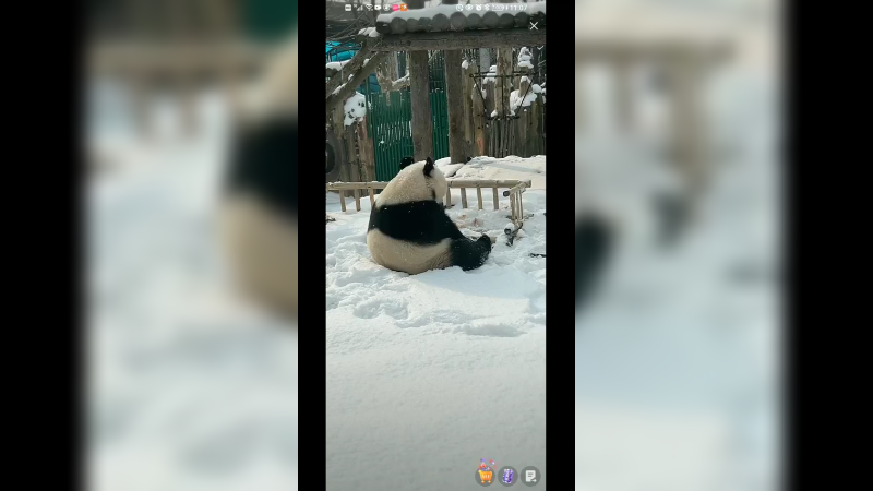 大熊猫坐雪里吃东西，不怕冷