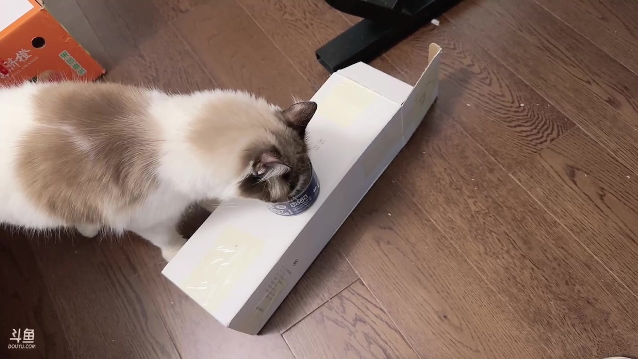 【2023-12-21 19点场】小楠ouo：铁皮双倍元气满满天天开心