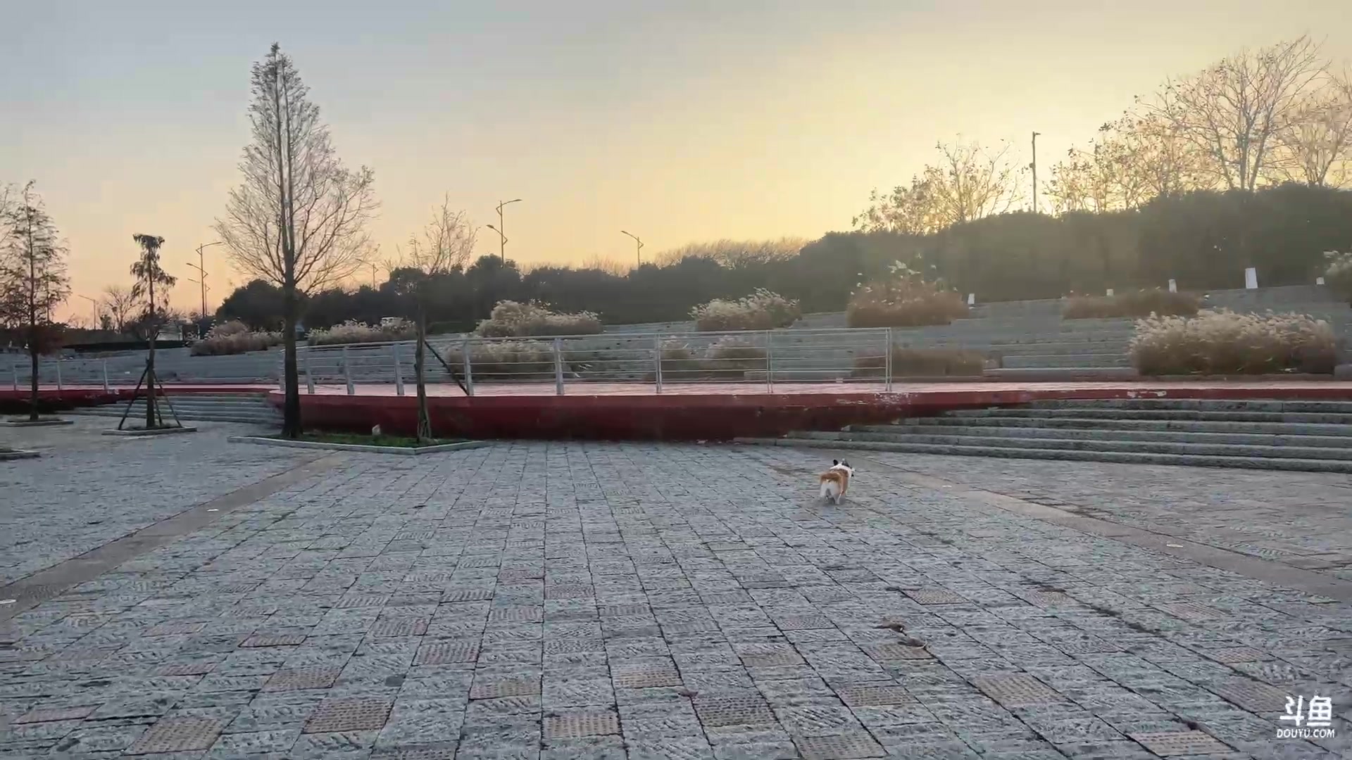 【2023-12-21 15点场】不2不叫周淑怡：淑怡：带哈哈猪郊游