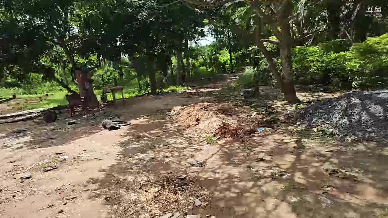 【2023-12-20 12点场】叶子户外：《纪实直播》斯里兰卡day35