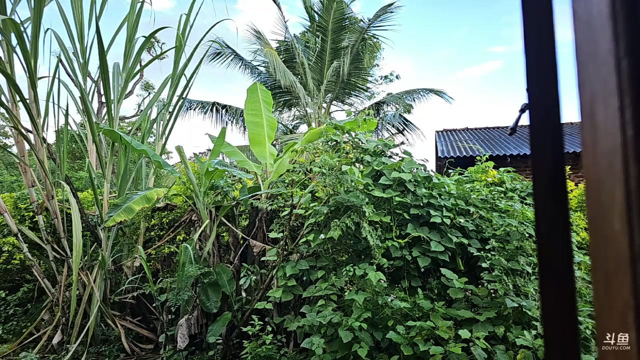 【2023-12-19 17点场】叶子户外：《纪实直播》斯里兰卡day35