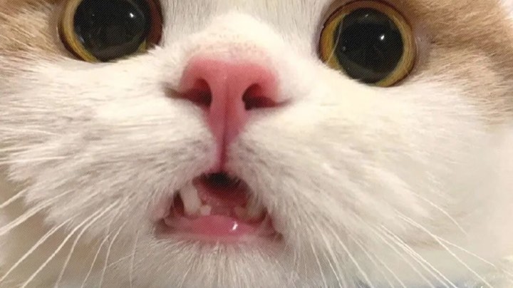 【2023-12-29 20点场】玲酱想养猫:【小玲酱】冲冲！