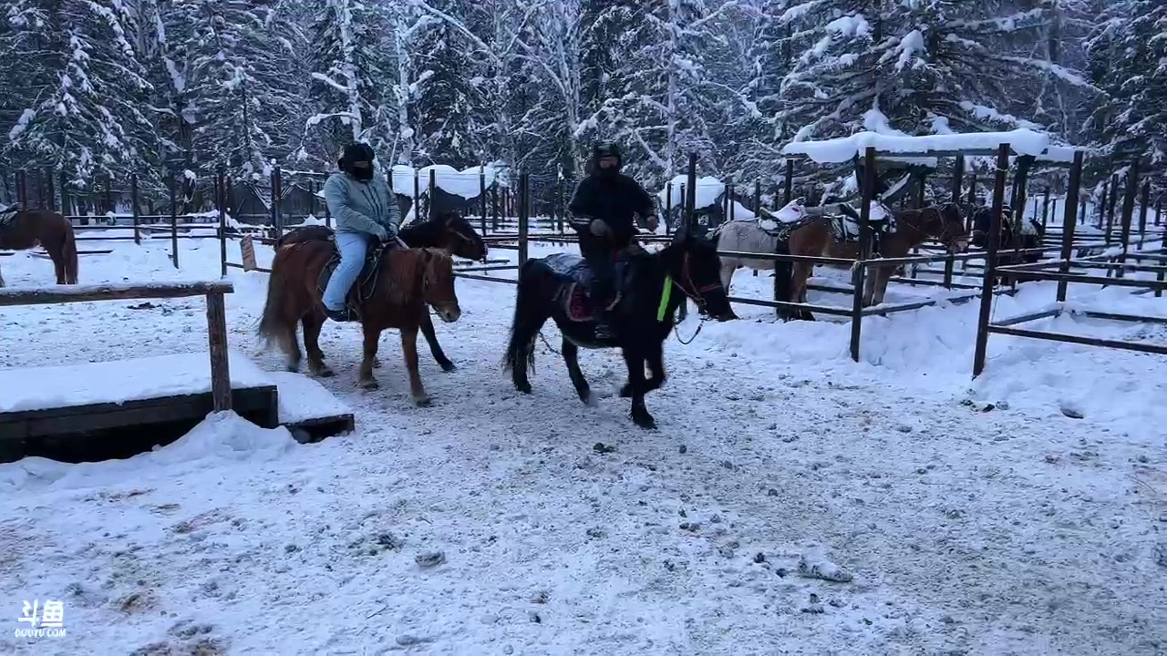 【2023-12-31 17点场】imxiaoxin：【✘-✘】禾木雪季！