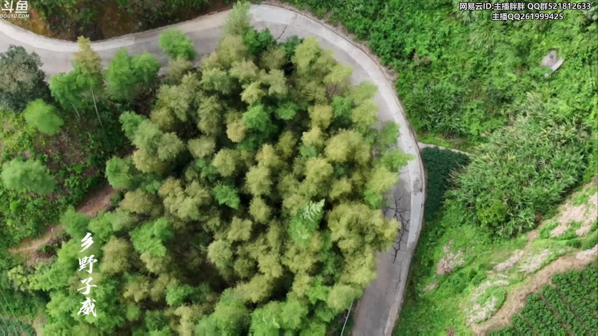 【2024-01-16 03点场】胖胖灬：胖胖OB：T1 TES BLG韩服新版本