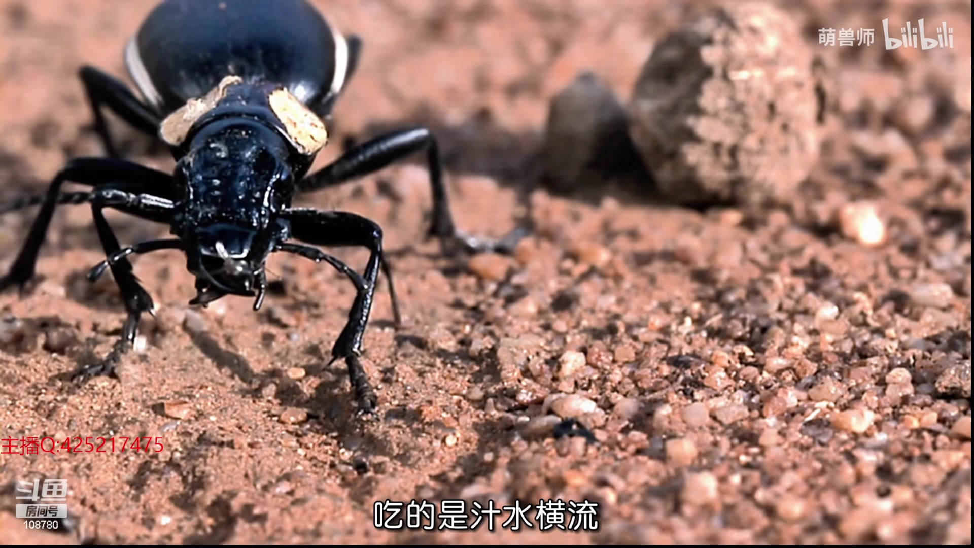 【2024-01-16 05点场】兮饭锐雯：乱斗狂少归来