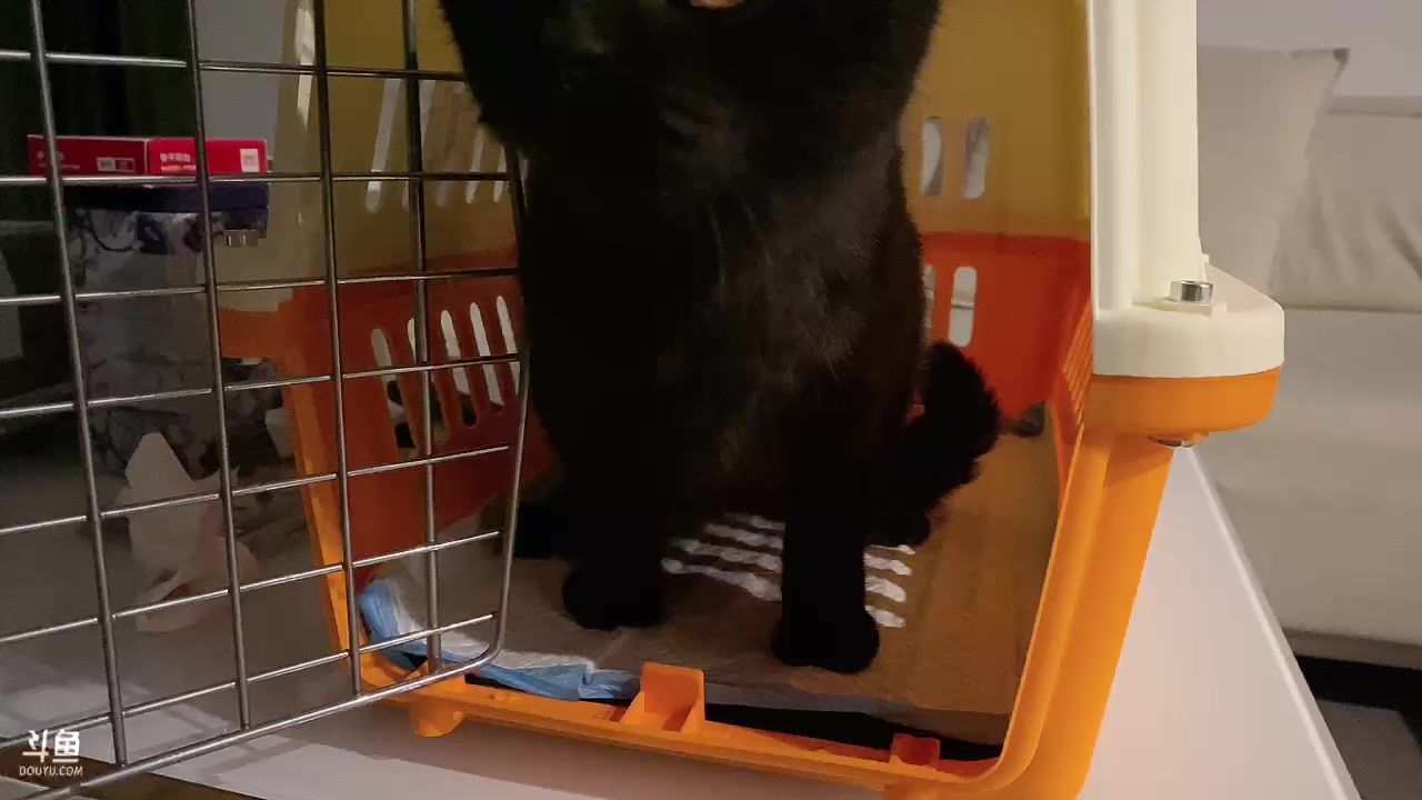 【2024-01-16 21点场】童猪啊i：休养一天明天周三来