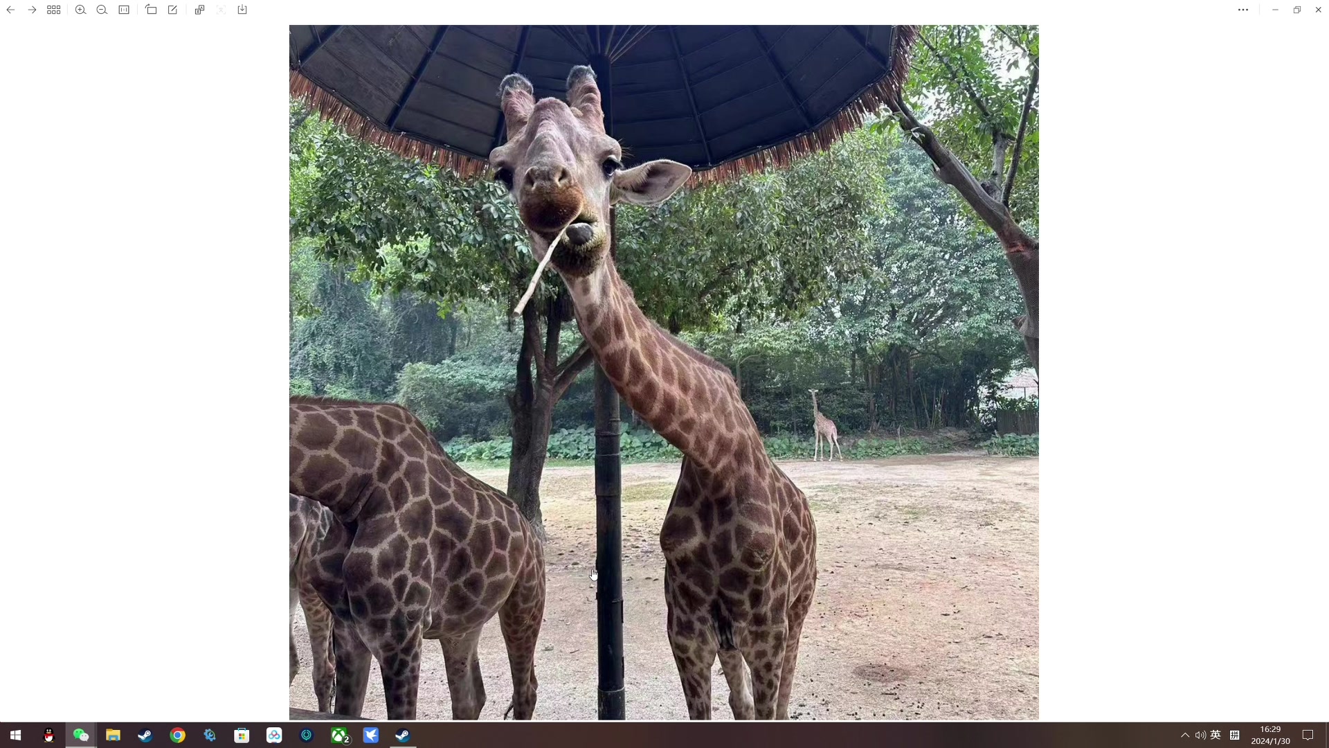 【2024-01-30 16点场】尐表哥：老表：玩着呢！