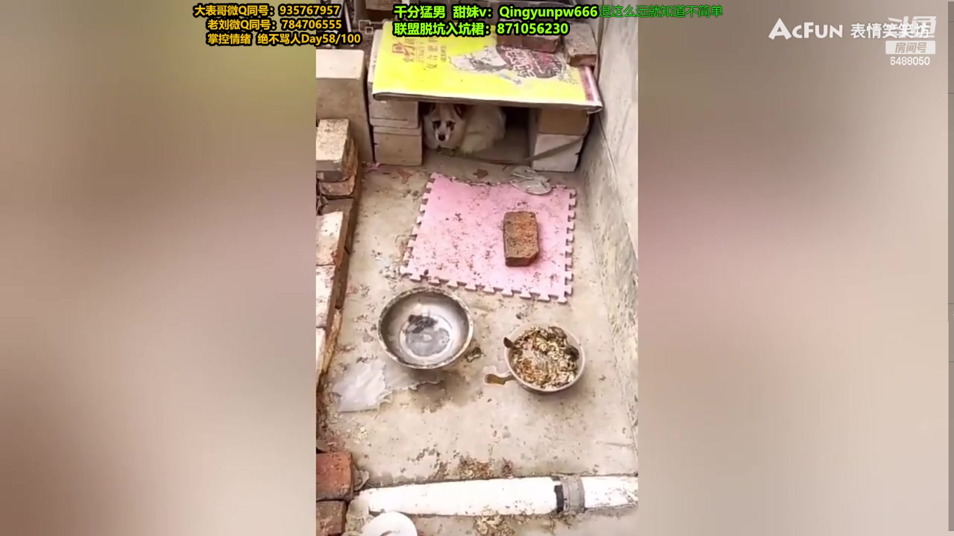 【2024-01-29 22点场】旋转的老刘诺手：新版刺客诺手 R两千真伤！
