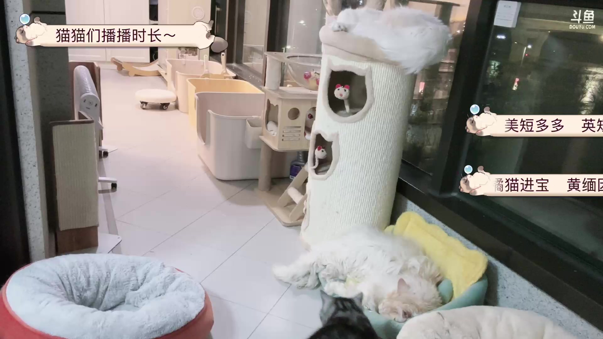 【2024-02-02 02点场】Kiki仔ovo：【ki仔】猫猫直播