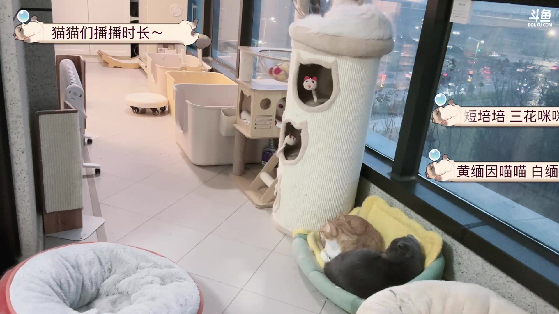 【2024-02-02 16点场】Kiki仔ovo：【ki仔】猫猫直播