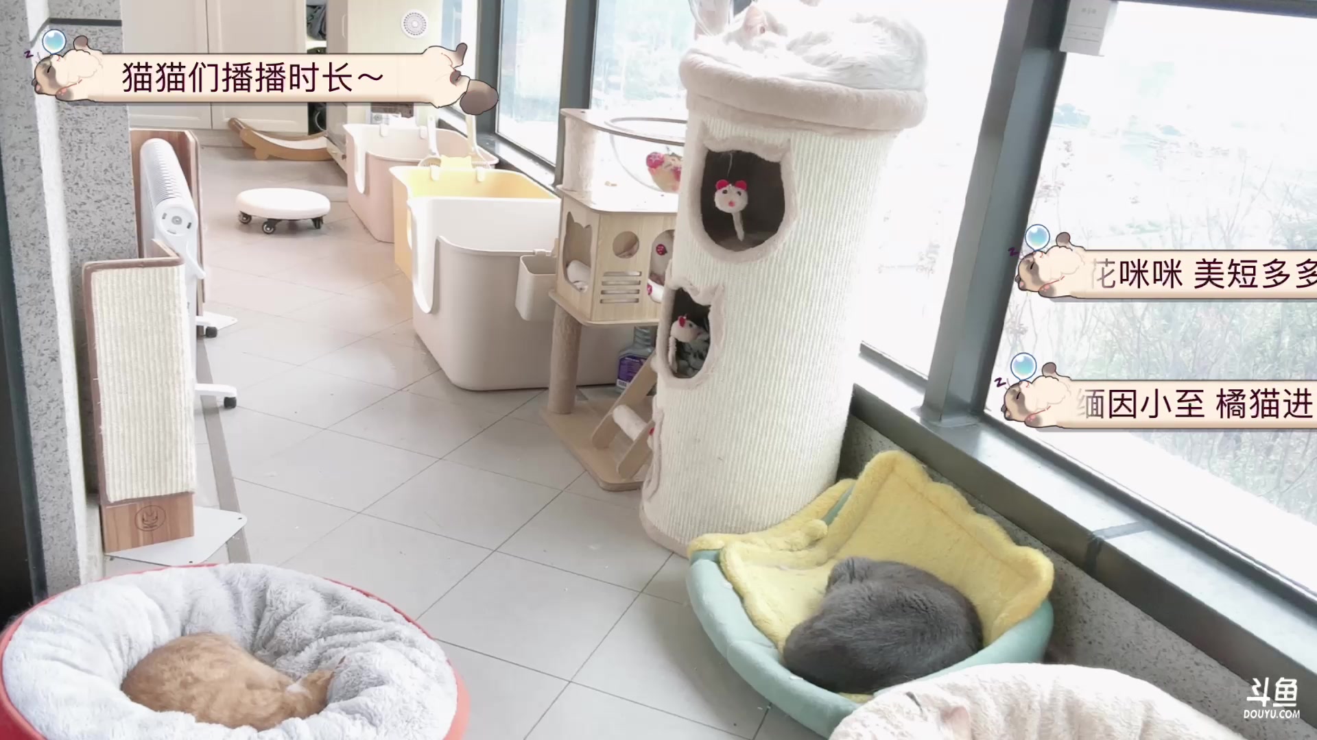 【2024-02-02 14点场】Kiki仔ovo：【ki仔】猫猫直播