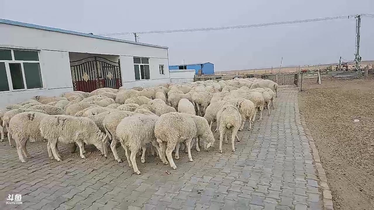 【2024-02-02 16点场】别问问就黑皮：牧区下午4点播