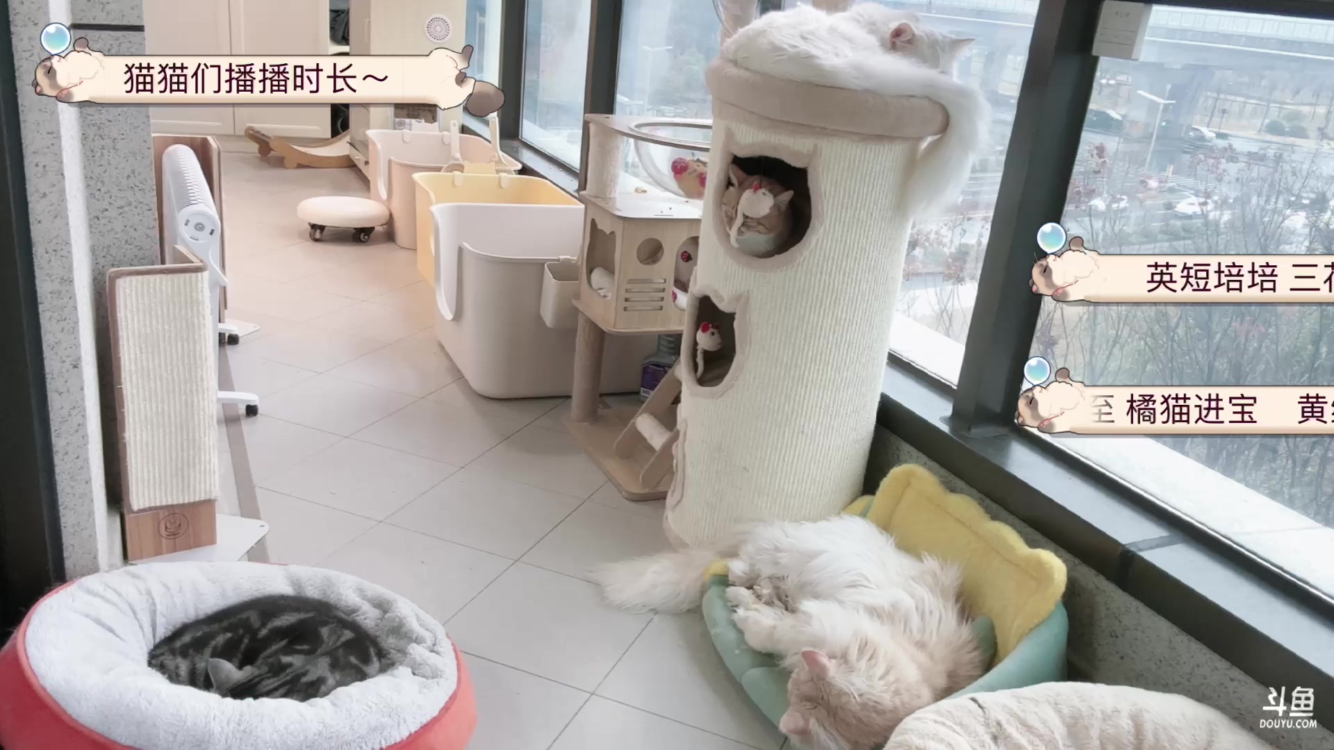 【2024-02-02 06点场】Kiki仔ovo：【ki仔】猫猫直播