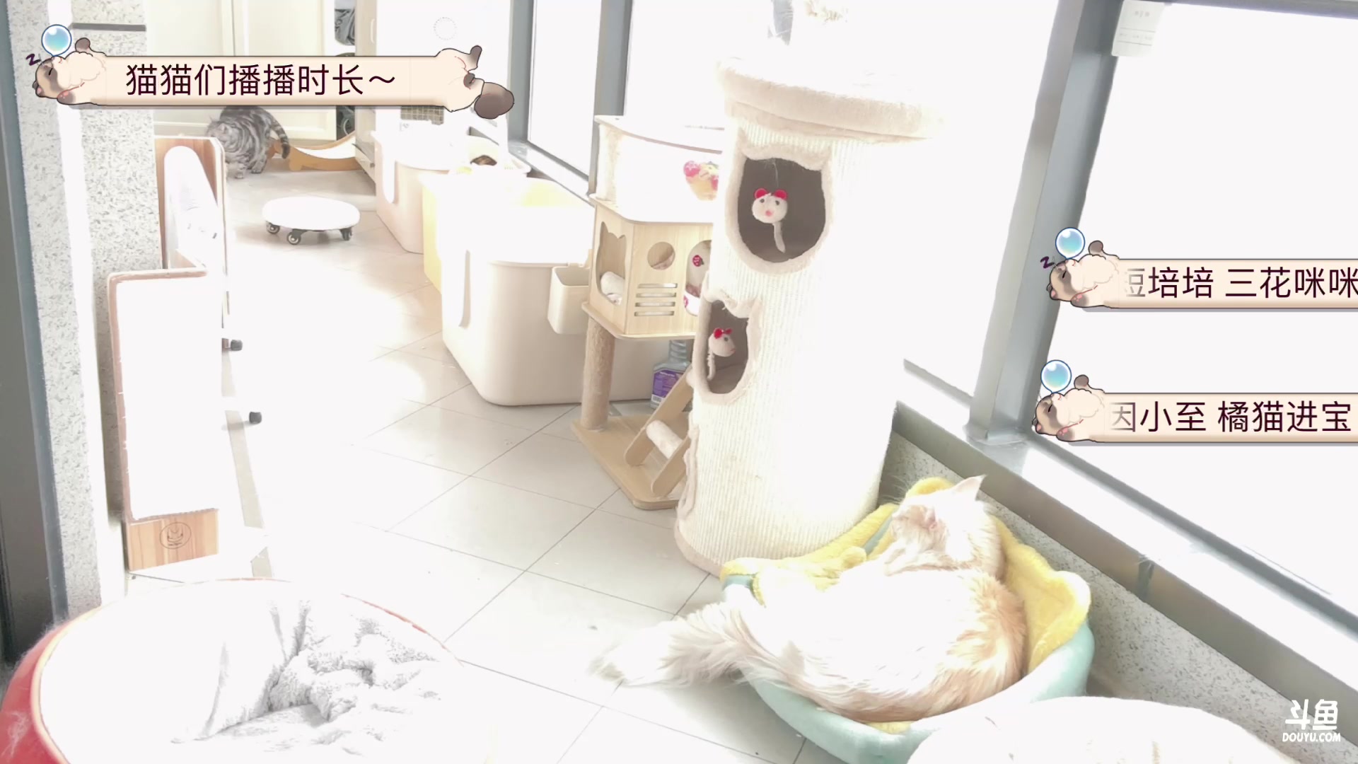 【2024-02-02 10点场】Kiki仔ovo：【ki仔】猫猫直播