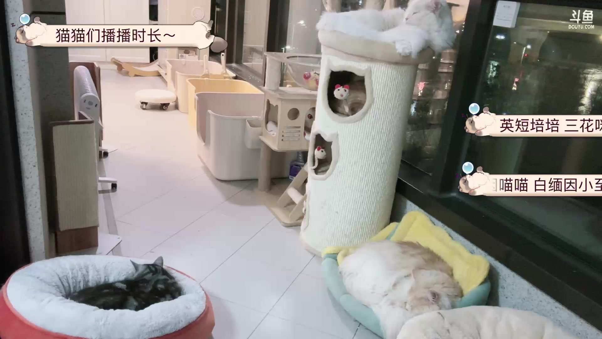 【2024-02-02 00点场】Kiki仔ovo：【ki仔】猫猫直播