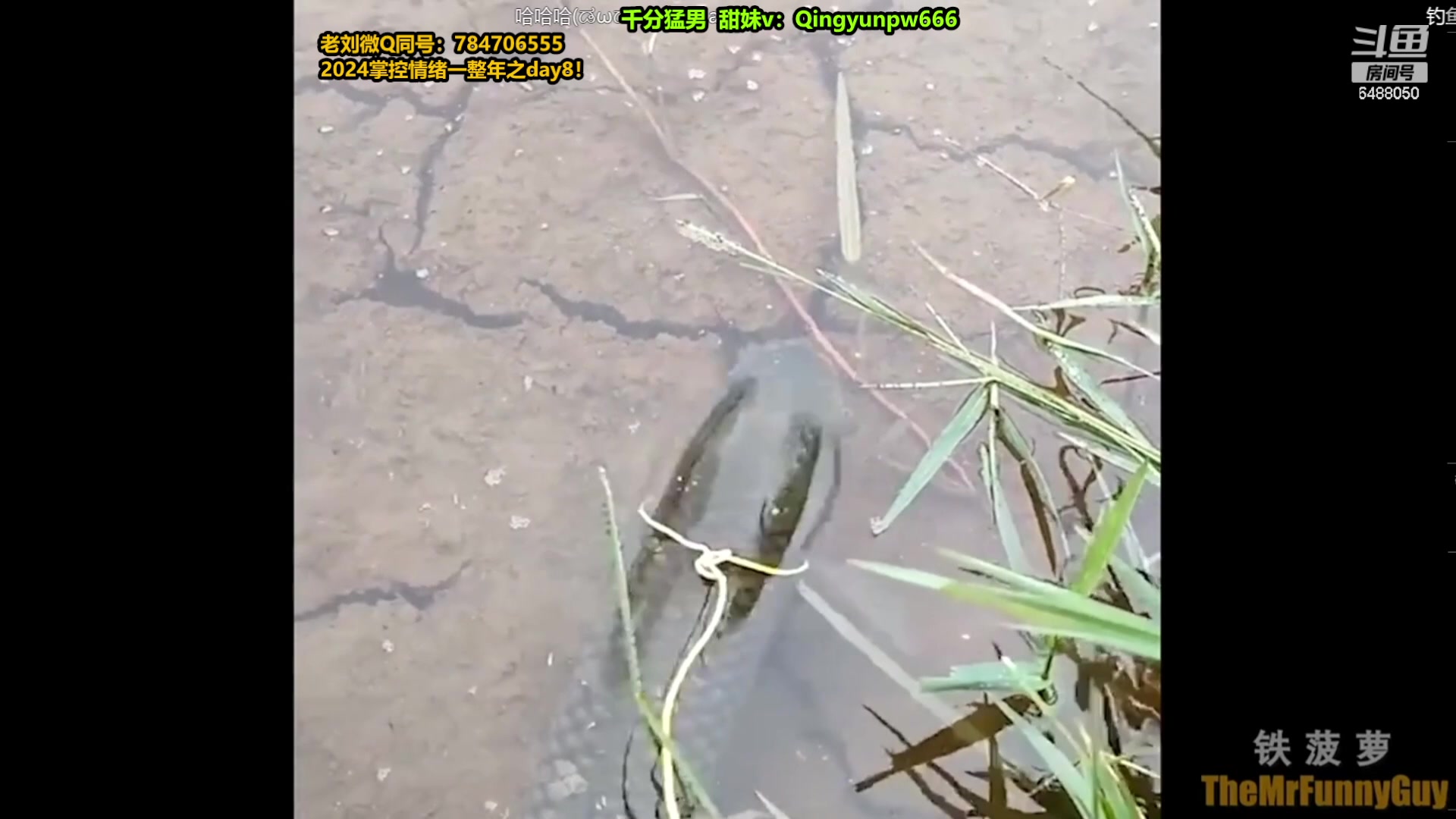 【2024-02-10 06点场】旋转的老刘诺手：除夕快乐呀，兄弟们！！！