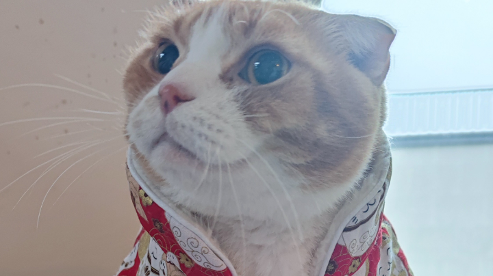 【2024-2-14 19点场】狗丁猴猴茄茄年初五吃播