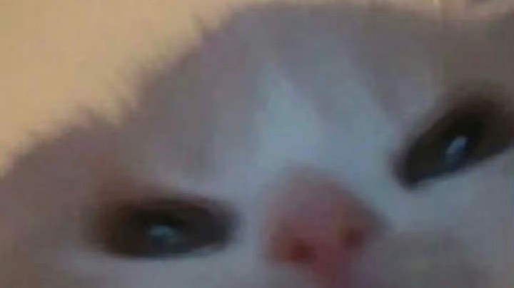 【2024-2-26 23点场】猫瞳ya:【甜甜少女音】尊嘟假嘟❤