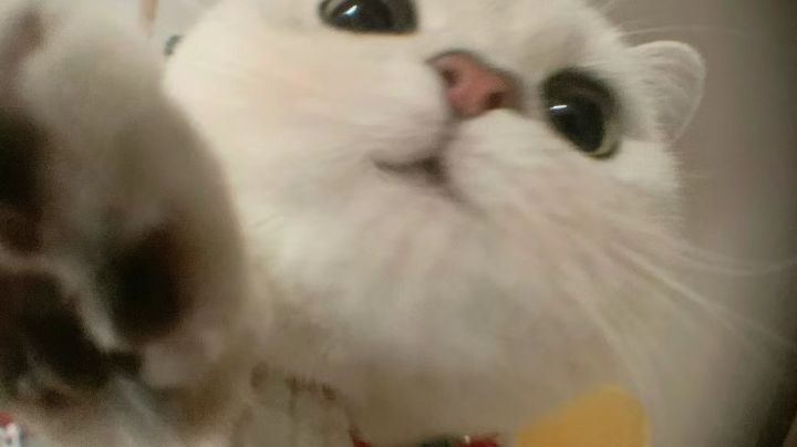 【2024-4-3 1点场】猫又丶丶丶:啊啊啊啊啊啊啊 6298735