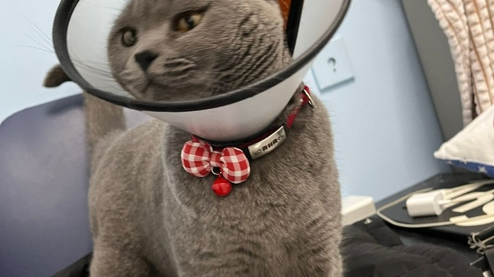 【2024-4-2 23点场】猫又丶丶丶:啊啊啊啊啊啊啊 6298735