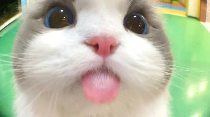 【2024-4-2 2点场】猫又丶丶丶:啊啊啊啊啊啊啊 6298735