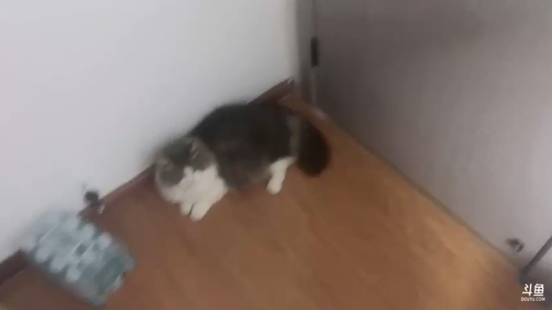 【2024-04-16 23点场】DYG萧玦：巅峰赛1111188805