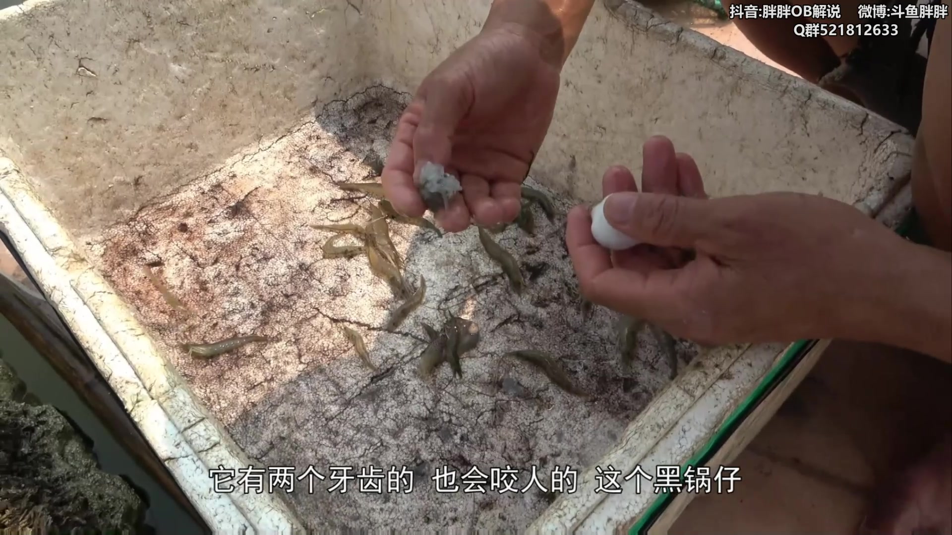 【2024-05-03 02点场】胖胖灬：胖胖OB：T1 Faker峡谷之巅！