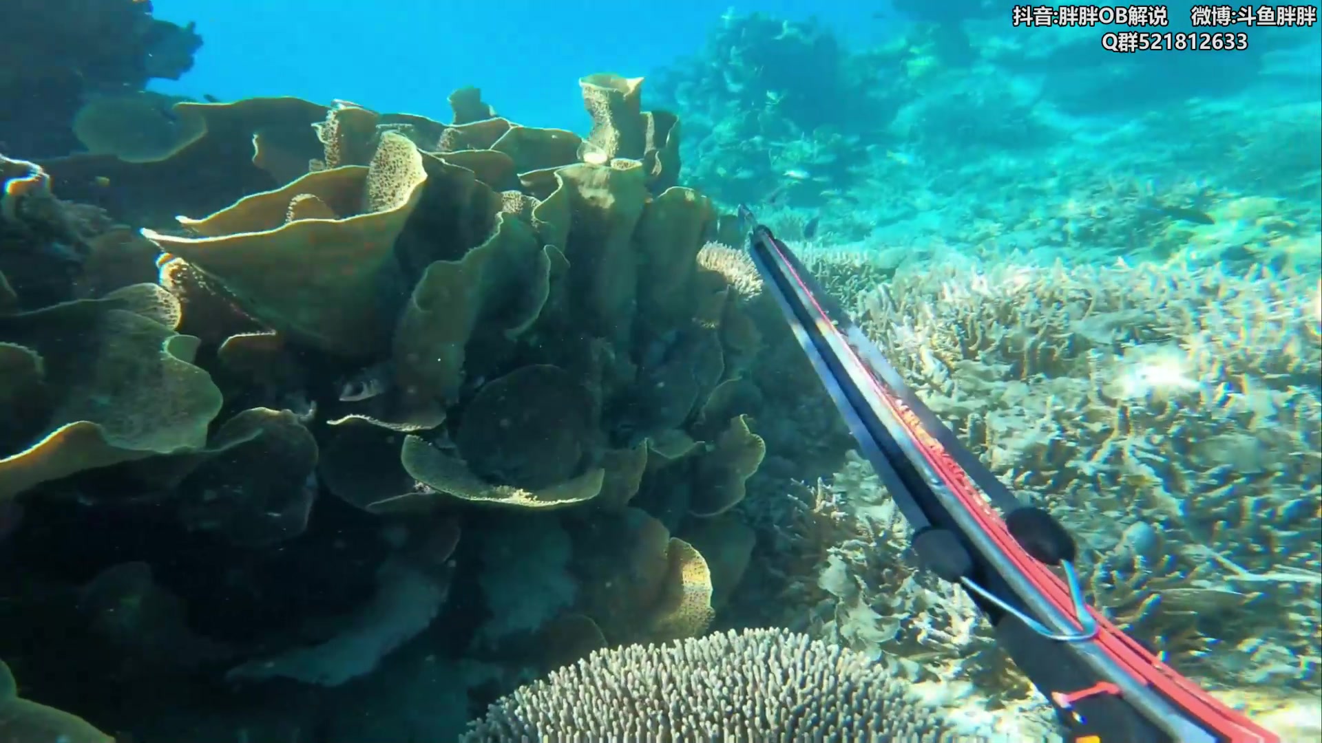 【2024-05-07 02点场】胖胖灬：胖胖OB：TES 3:0 TL峡谷之巅