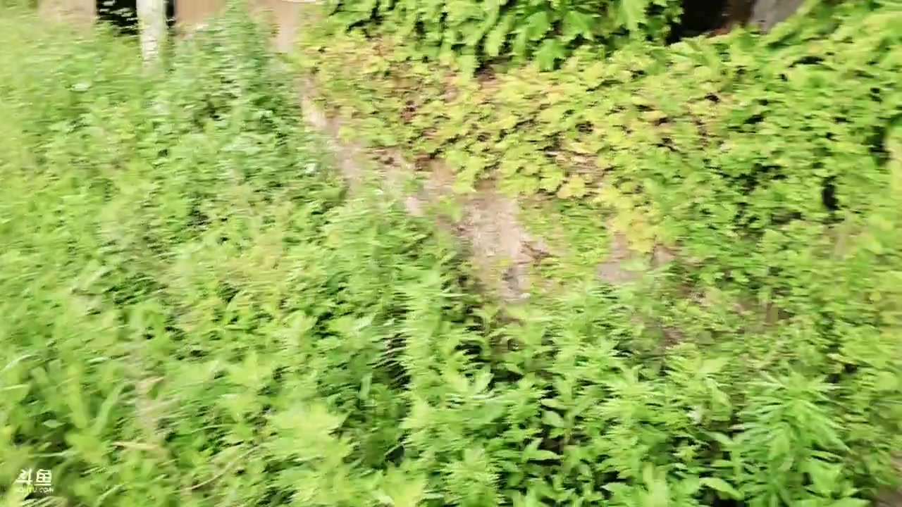 【2024-5-10 17点场】唐6儿:【小奶团】之向往的生活-上岛第一天