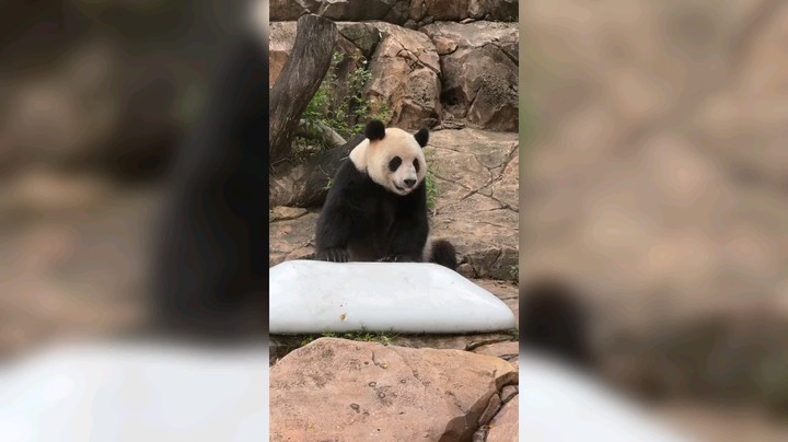 在广州长隆野生动物园看大熊猫婷婷挠痒好可爱