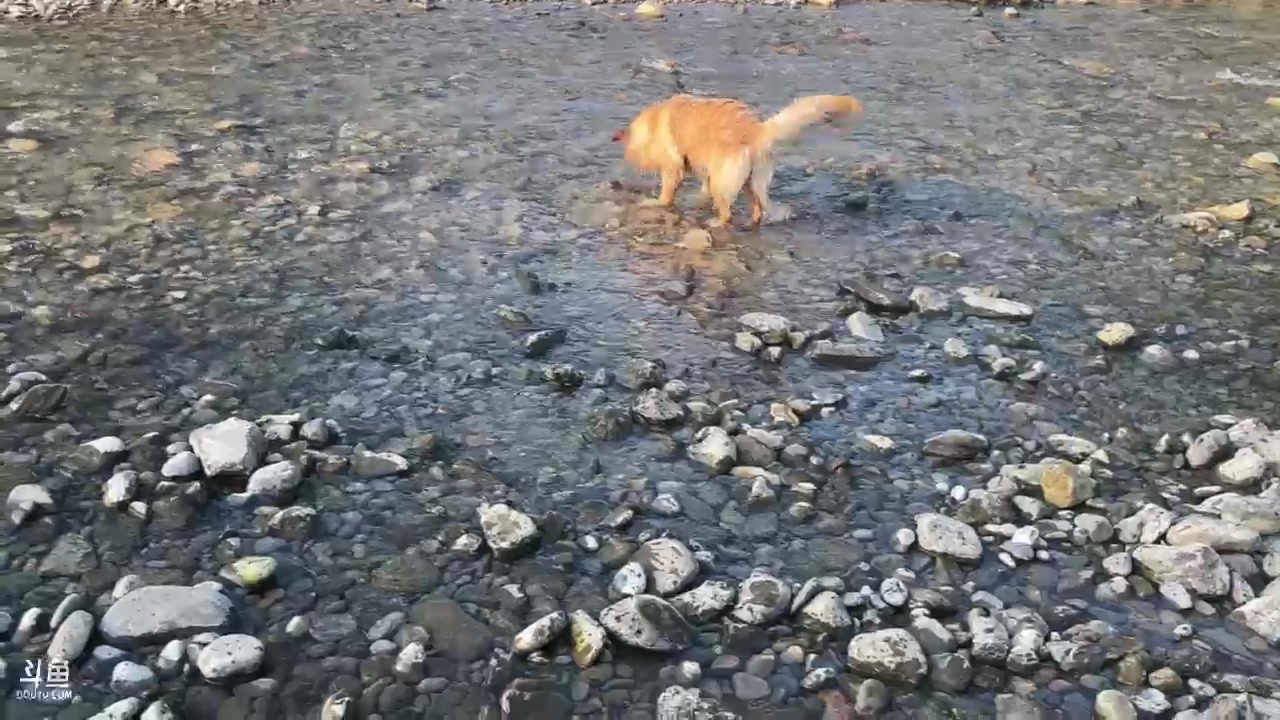 【2024-05-23 17点场】棒老三：见过金毛下水么？