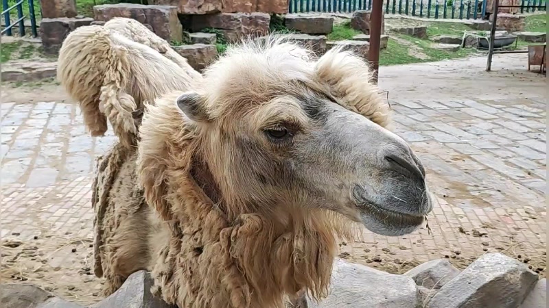 【2024-05-25 14点场】CSGO百岁三：森迪野生户外 双倍