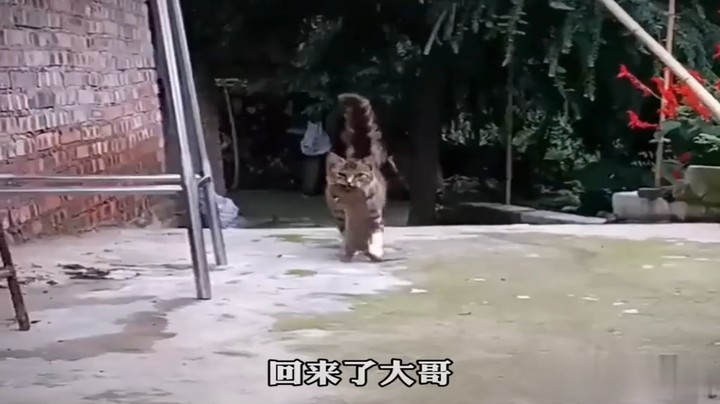 猫抓老鼠高能时刻猫我与老鼠 血脉迅制 不会捉老鼠的猫不是好猫 #这猫一看就是练家子 #不会捉老鼠的猫不是好猫 #看哪只更猛烈一些 #猫咪 #神奇动物在