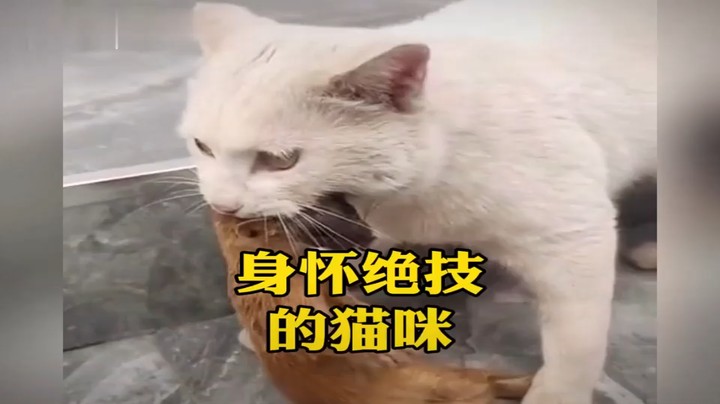 身怀绝技的猫咪，难怪都说猫是老虎的师膊!#猫咪的迷惑行为#这猫有点子技术在身上#猫咪#功夫猫#萌宠