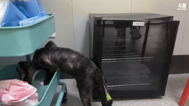 【2024-05-29 12点场】余小C真的很强：余小C：带猫去做嘎蛋！